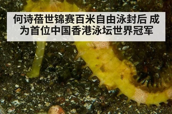 何诗蓓世锦赛百米自由泳封后 成为首位中国香港泳坛世界冠军